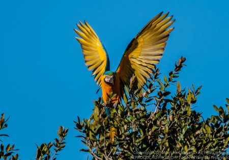 Arara-canindé de asas abertas sobre árvore