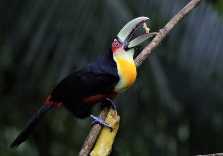 Tucano em galho de árvore