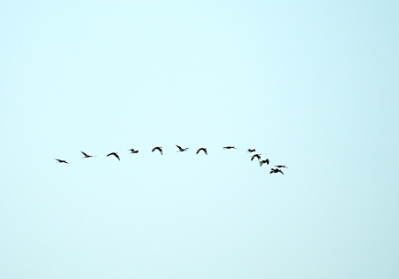 GRUPO DE AVES VOANDO JUNTAS