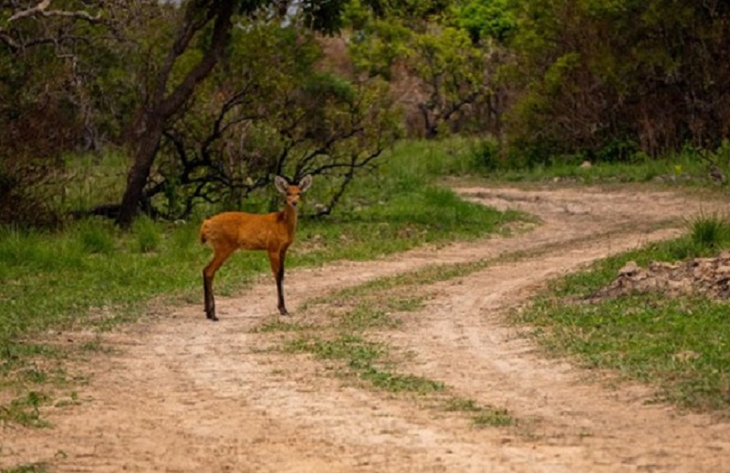 Cervo do pantanal em estrada de terra olhando para o fotógrafo (você)