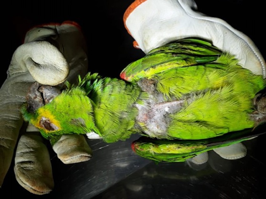 Fauna News