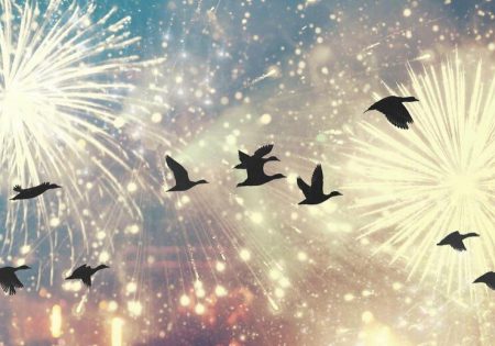 Imagem e fosos de artifício explodindo no céu e de silhueta de aves voando