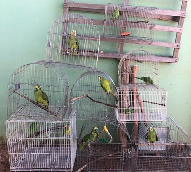 Várias gaiolas com papagaios juntas em uma sala
