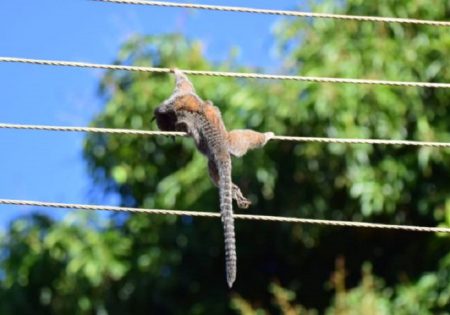 Sagui pendurado em fios elétricos