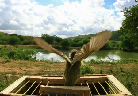 Pássaro saindo de gaiola para voar livre. Ao fundo um lago e árvores