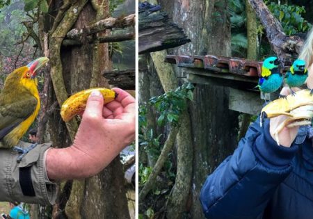 Duas fotos: à esquerda, Wagner segurando uma banana e um araçari em seu braço para comer. Na outra, Susana com três saíras no braço