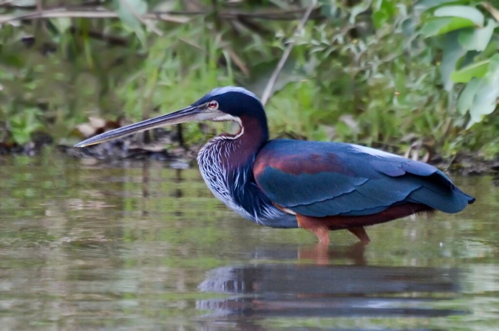 Garça-da-mata | Fauna News