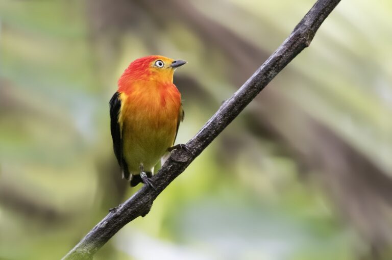 Uirapuru-laranja - Foto: Susana e Wagner Coppede