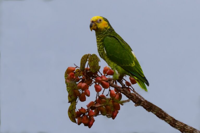 Papagaio-galego (Alipiopsitta xanthops) - Foto: Susana e Wagner Coppede
