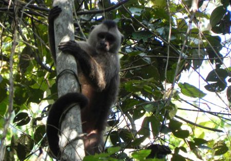 MAcaco está segurnaço em um galho de árvore vertical
