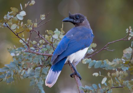 Ave azul e branca em galho de árvore