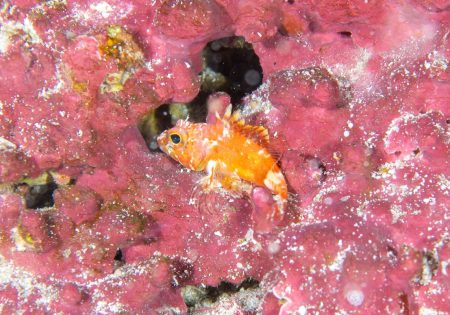 Peixe laranja com corais rosa ao fundo