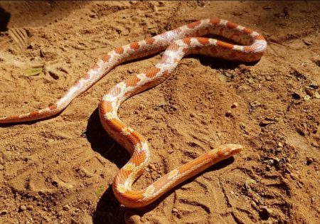 Cobra alaranjada sobre chão de terra