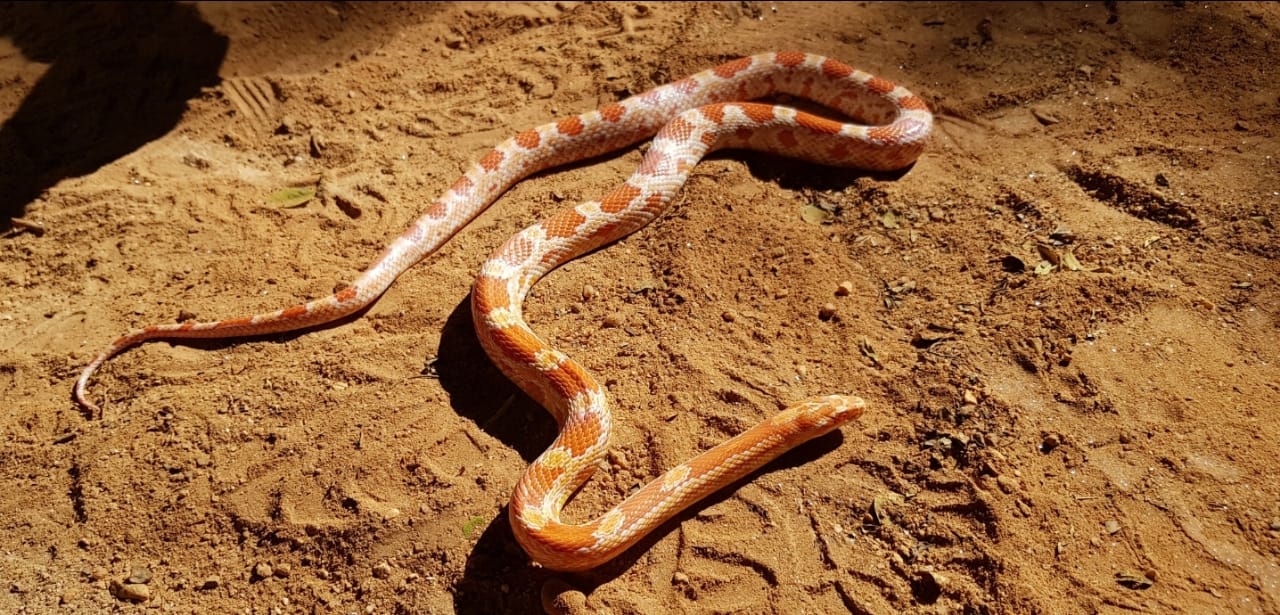 Cobra alaranjada sobre chão de terra