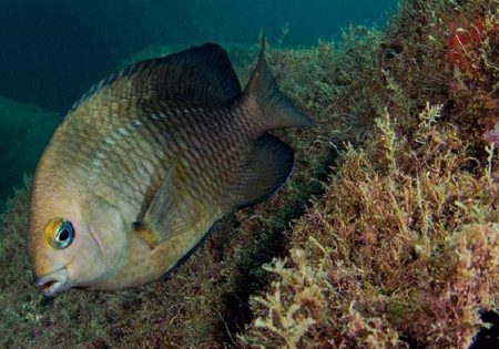 Peixe nadando ao lado de algas