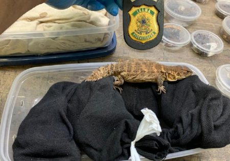 Lagarto marrom sobre tecido preto em uma caixa