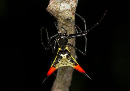 Em fundo preto, aranha com partes vermelhas e amarelas
