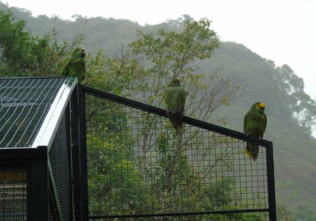 Papagaios em viveiro no momento da soltura