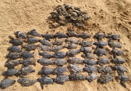 Pequenas tartarugas mortas na areia