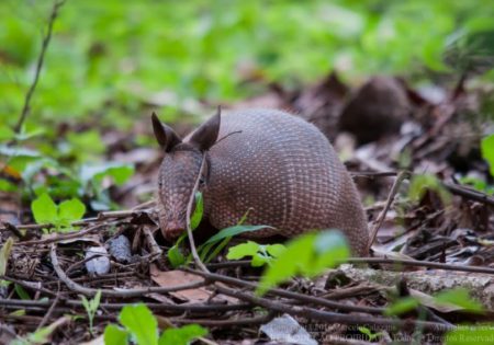 tatu em vegetação rasteira verde