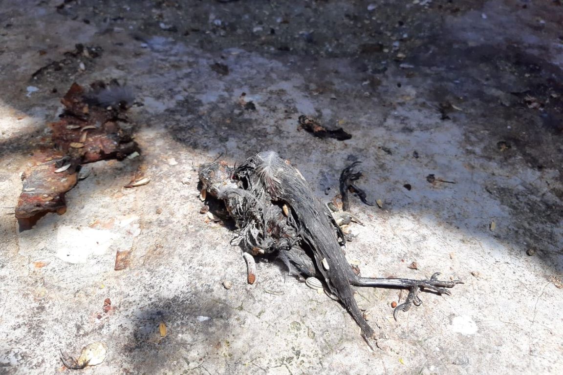 Pássaro morto em chão de recinto do Cetas