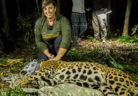 Yara Barros ajoelhada atrás de uma onça-pintada sedada