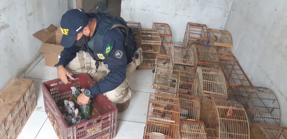 Policial agachado lidando com filhotes de papagaios
