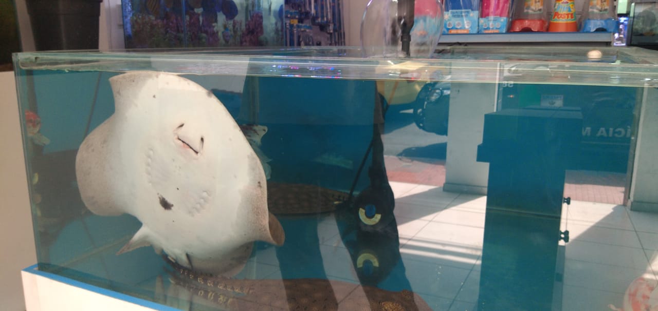 Arraia em aquário