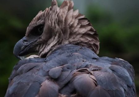 Harpia vista de costas e de cabeça de lado