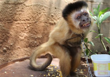 Macaco-prego acorrentado ao lado de pote de margarina com água