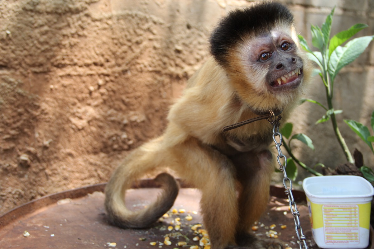 É permitido ter um macaco como animal de estimação?