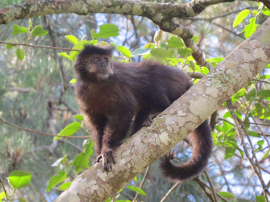 Macaco-prego livre em galho de árvore