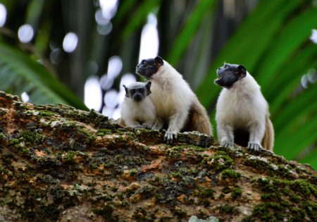 Filhote de sauim-de-coleira e dois adultos em galho de árvore