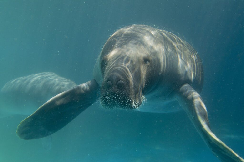 Conhecendo o universo do peixe-boi-da-Amazônia - Fauna News