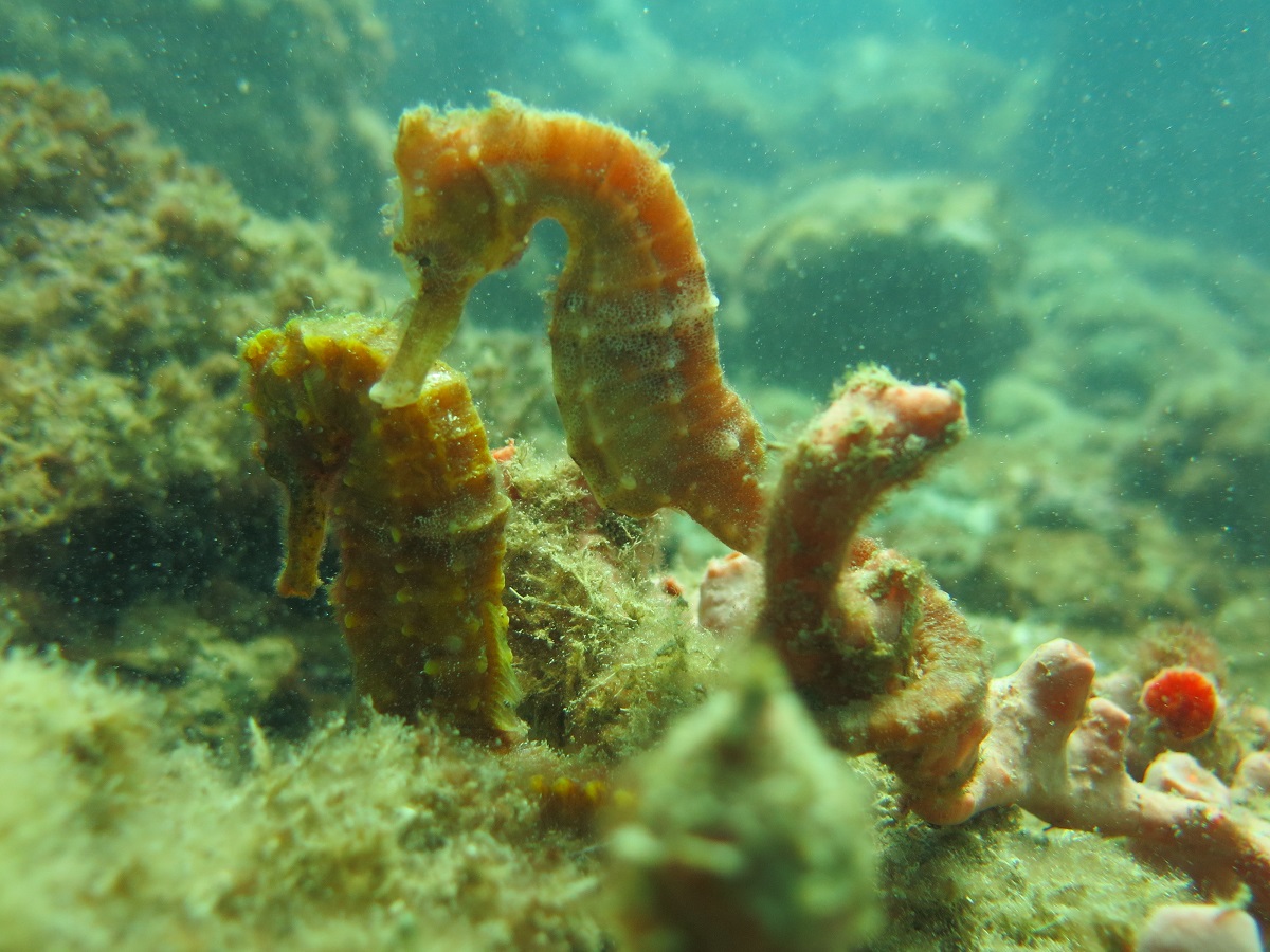 Cavalo-marinho, mais um peixe ameaçado - Mar Sem Fim