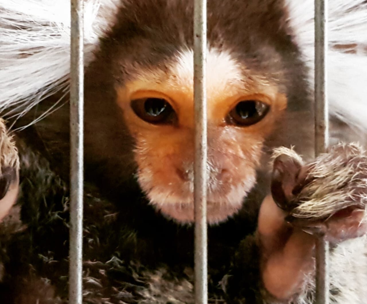 Fauna News