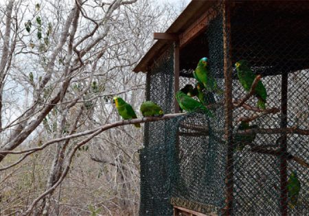 Papagaios saindo de viveiro durante soltura