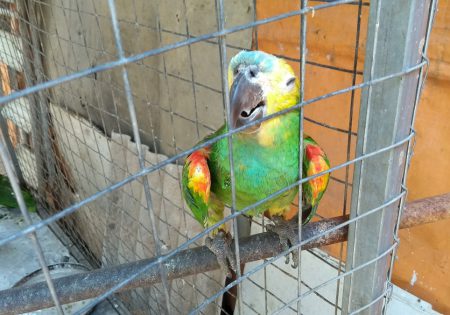 Papagaio preso em uma gaiola