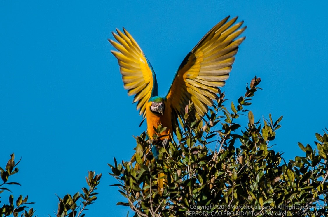 Fauna News