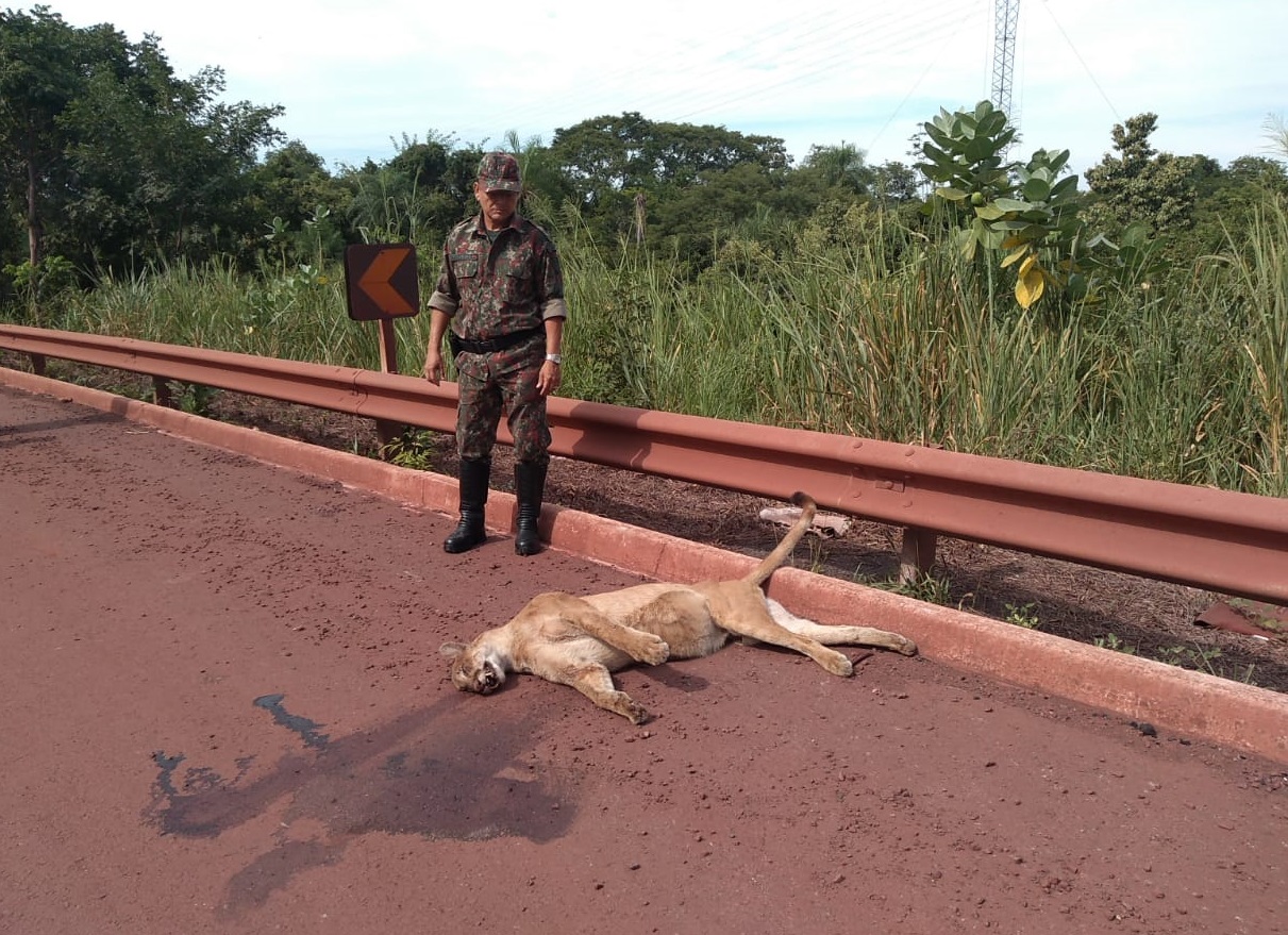 Fauna News