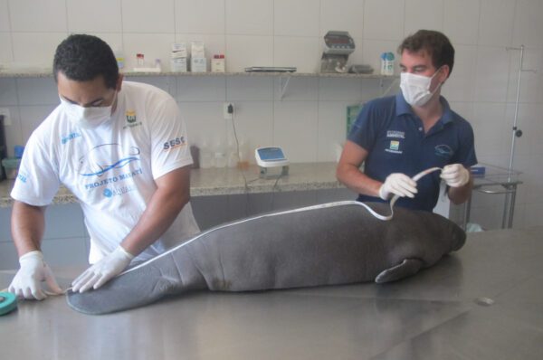 Maceió recebeu todos os cuidados para retornar saudável à vida livre - Foto: Aquasis