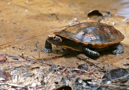 Fauna News