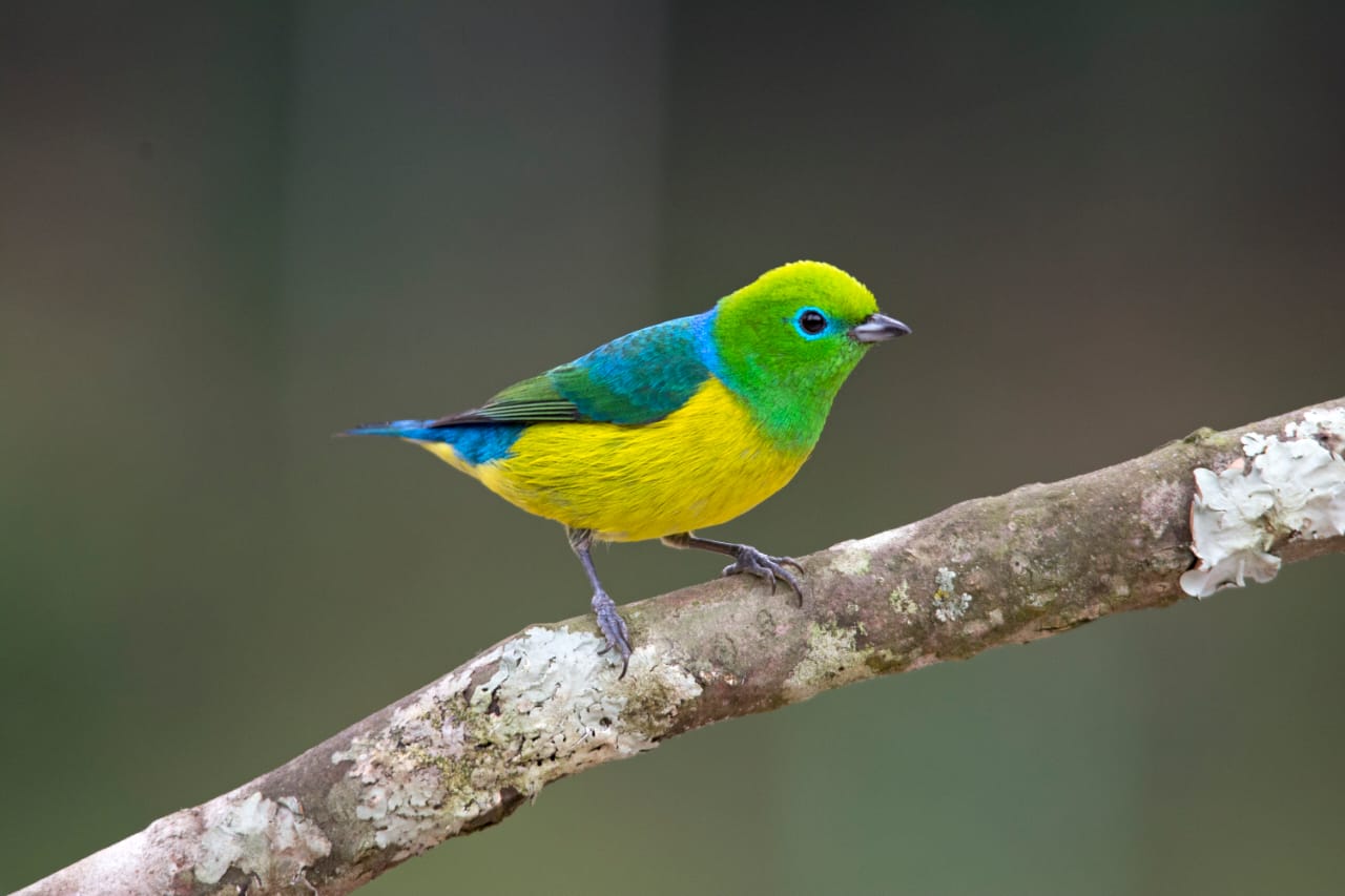 Gaturamo_bandeira-Chlorophonia cyanea-Marco Silva | Fauna News