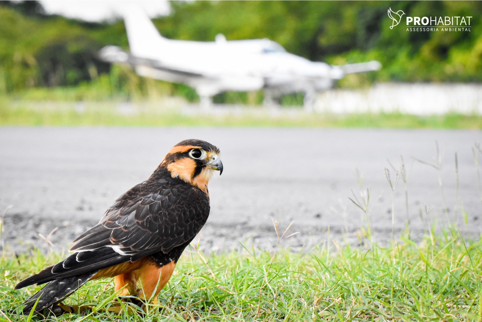 Fauna News