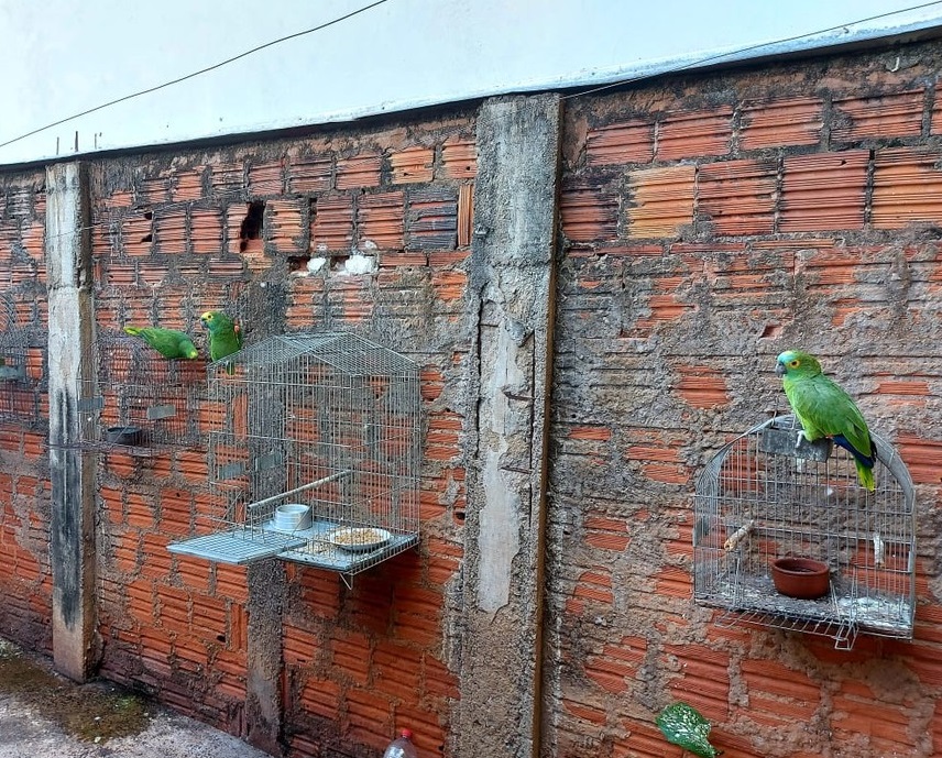 Fauna News