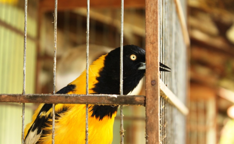 Fauna News