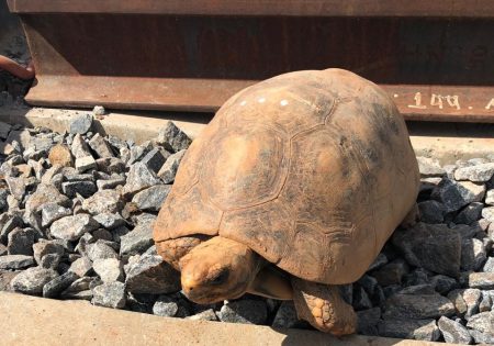 Fauna News