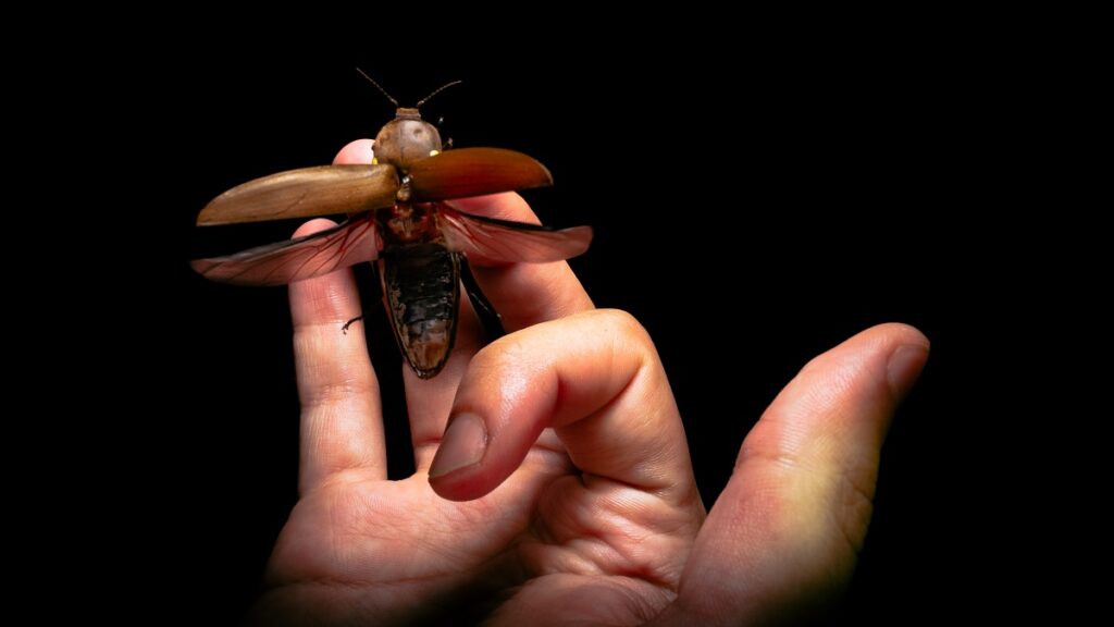 Foto favorita de Sávio da Silva Cavalcante do Nascimento: um pirilampo (ordem Coleoptera)