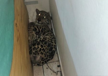 Fauna News