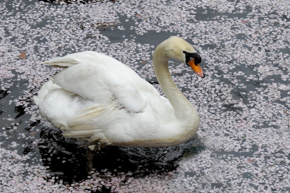 Cisne-branco ou Cisne-mudo - Mute Swan (Cygnus olor) em Hirosaki – Foto Susana e Wagner Coppede